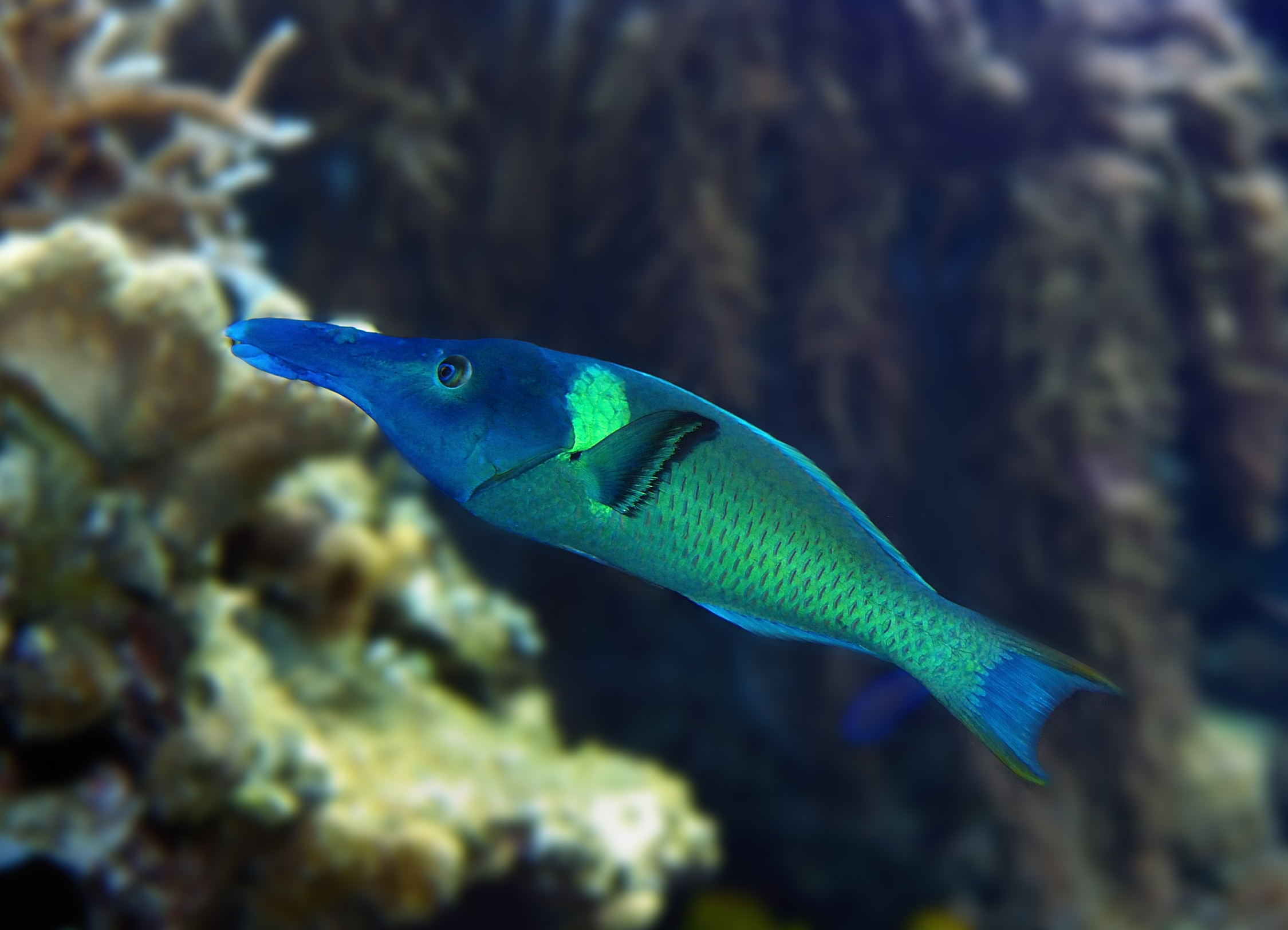 Gomphosus caeruleus (Donzella uccello)